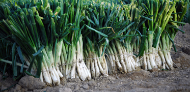 Botiga calçots online Cal Peret Mitjans