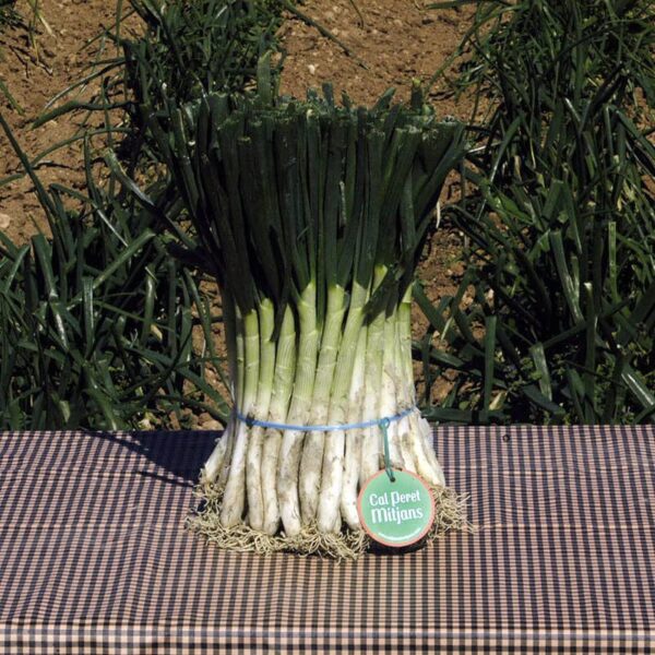 Manat 50 calçots de qualitat